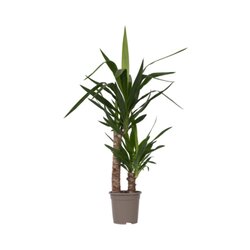 Neutralware 490028500 Palmlilie Yucca Elephantipes 17cm