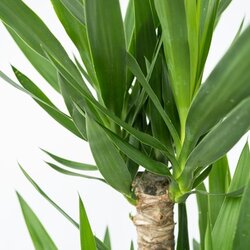 Zimmerpflanze Palmlilie XL Yucca Elephantipes, Neutralware