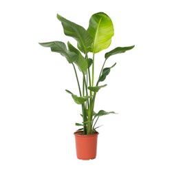 Neutralware 490028600 Paradiesvogelblume Große Strelitzia 21cm