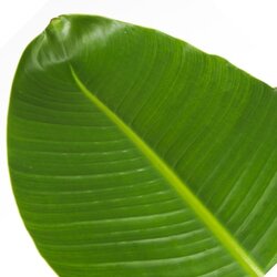 Zimmerpflanze XXL Strelitzia Nicolai Paradiesvogel, Neutralware