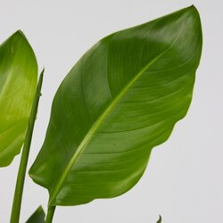 Zimmerpflanze Strelitzia Birds of Paradise, Neutralware