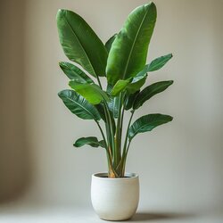 Zimmerpflanze Strelitzia Birds of Paradise, Neutralware