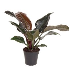 Neutralware 490025400 Baumfreund Philodendron Imperial Red 19cm