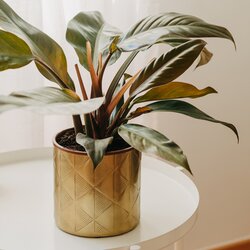 Zimmerpflanze Philodendron Imperial Red, Neutralware