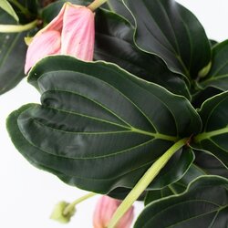 Zimmerpflanze Medinilla Magnifica Pinatubo, Neutralware