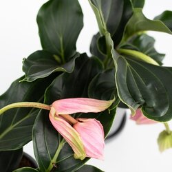 Zimmerpflanze Medinilla Magnifica Pinatubo, Neutralware