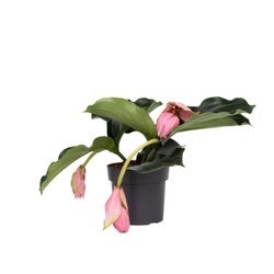 Neutralware 490029700 Rosenmedinilla Medinilla Magnifica Pinatubo 17cm