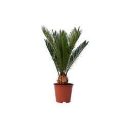 Neutralware 490033200 Sagopalmfarn Cycas Revoluta 15cm