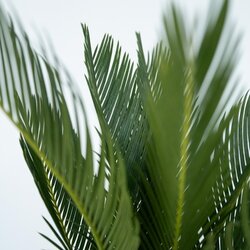Zimmerpflanze Cycas Revoluta König Sago Palme, Neutralware