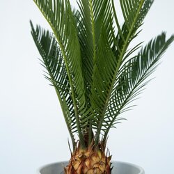 Zimmerpflanze Cycas Revoluta König Sago Palme, Neutralware
