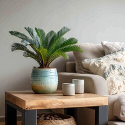 Zimmerpflanze Cycas Revoluta König Sago Palme, Neutralware