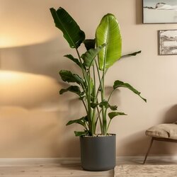 Zimmerpflanze XXL Strelitzia Nicolai Paradiesvogel, Neutralware