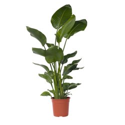 Neutralware 490031500 Strelitzia Nicolai Paradiesvogel XXL 28cm