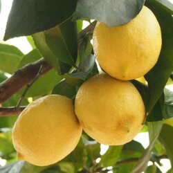 Zimmerpflanze Zitronenbaum Citrus Limon auf Stiel, Neutralware