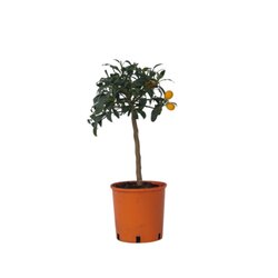 Neutralware 490027900 Kumquatbaum auf Stamm 19cm