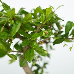 Zimmerpflanze Bonsai Wasserfall-Set Stones, Neutralware