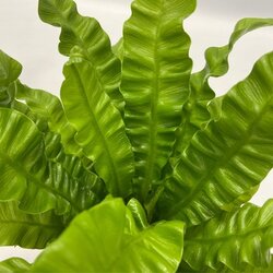 Zimmerpflanze Ctentathe Burle Marxii, Clusia Rosea Princess, Asplenium Crispy Wave, Areca Lutescens, Spathiphyllum 5 St./Pack., Neutralware