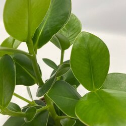 Zimmerpflanze Ctentathe Burle Marxii, Clusia Rosea Princess, Asplenium Crispy Wave, Areca Lutescens, Spathiphyllum 5 St./Pack., Neutralware