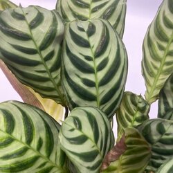 Zimmerpflanze Ctentathe Burle Marxii, Clusia Rosea Princess, Asplenium Crispy Wave, Areca Lutescens, Spathiphyllum 5 St./Pack., Neutralware