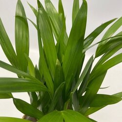 Zimmerpflanze Ctentathe Burle Marxii, Clusia Rosea Princess, Asplenium Crispy Wave, Areca Lutescens, Spathiphyllum 5 St./Pack., Neutralware