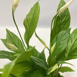 Zimmerpflanze Ctentathe Burle Marxii, Clusia Rosea Princess, Asplenium Crispy Wave, Areca Lutescens, Spathiphyllum 5 St./Pack., Neutralware