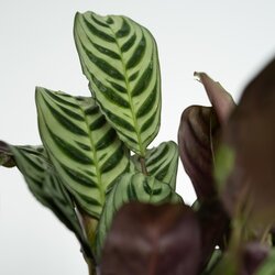 Zimmerpflanze Sanseviera trifasciata, Chamaedorea elegans, Ctenanthe Burle-Marxii, Clusia rosea 4 St./Pack., Neutralware