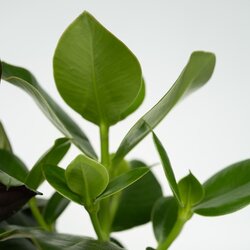 Zimmerpflanze Sanseviera trifasciata, Chamaedorea elegans, Ctenanthe Burle-Marxii, Clusia rosea 4 St./Pack., Neutralware