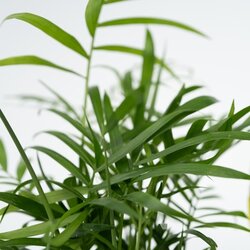 Zimmerpflanze Sanseviera trifasciata, Chamaedorea elegans, Ctenanthe Burle-Marxii, Clusia rosea 4 St./Pack., Neutralware