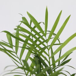 Zimmerpflanze Dypsis lutescens, Chamaedorea elegans, Coffea, Musa Orientalischer Zwerg 4 St./Pack., Neutralware