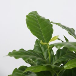 Zimmerpflanze Dypsis lutescens, Chamaedorea elegans, Coffea, Musa Orientalischer Zwerg 4 St./Pack., Neutralware