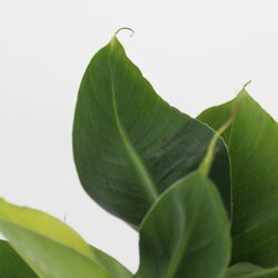 Zimmerpflanze Dypsis lutescens, Chamaedorea elegans, Coffea, Musa Orientalischer Zwerg 4 St./Pack., Neutralware