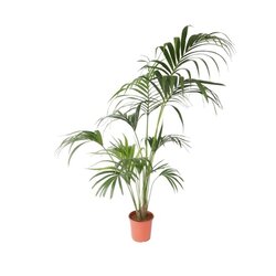 Neutralware 490032000 Kentia Zimmerpalme XXL Howea Forsteriana 24cm