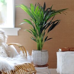 Zimmerpflanze XXL Kentia Indoorpalm Howea Forsteriana, Neutralware