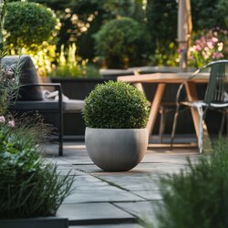 Pflanze Ilex crenata Japanische Stechpalme Kugelform, Neutralware