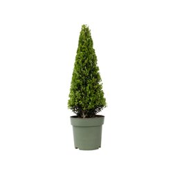 Neutralware 490025500 Japanische Stechpalme Ilex Crenata Pyramide 21cm