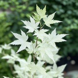 Pflanze Japanischer Ahorn Acer Ukigumo, Neutralware