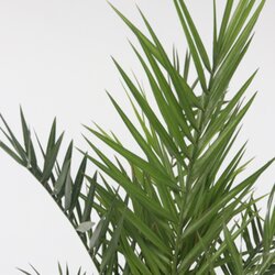 Pflanze XL Kanarische Dattelpalme Phoenix canariensis, Neutralware