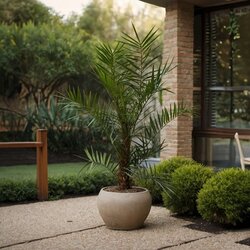 Pflanze XL Kanarische Dattelpalme Phoenix canariensis, Neutralware