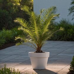 Pflanze Kanarische Dattelpalme Phoenix canariensis, Neutralware