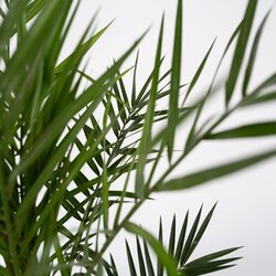 Pflanze XL Kanarische Dattelpalme Phoenix canariensis, Neutralware