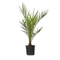 Neutralware 490033100 Kanarische Dattelpalme Phoenix canariensis 15cm