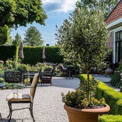 Pflanze Olivenbaum Olea Europaea, Neutralware