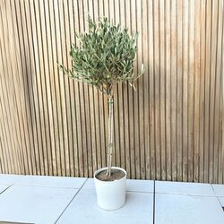 Pflanze XL Olivenbaum Olea Europaea, Neutralware