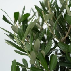 Pflanze XL Olivenbaum Olea Europaea, Neutralware