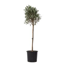 Neutralware 490029800 Olivenbaum XL Olea Europaea auf Stiel 21cm