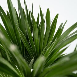Pflanze Chamaerops Vulcano Palme, Neutralware