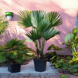 Pflanze Chamaerops Vulcano Palme, Neutralware
